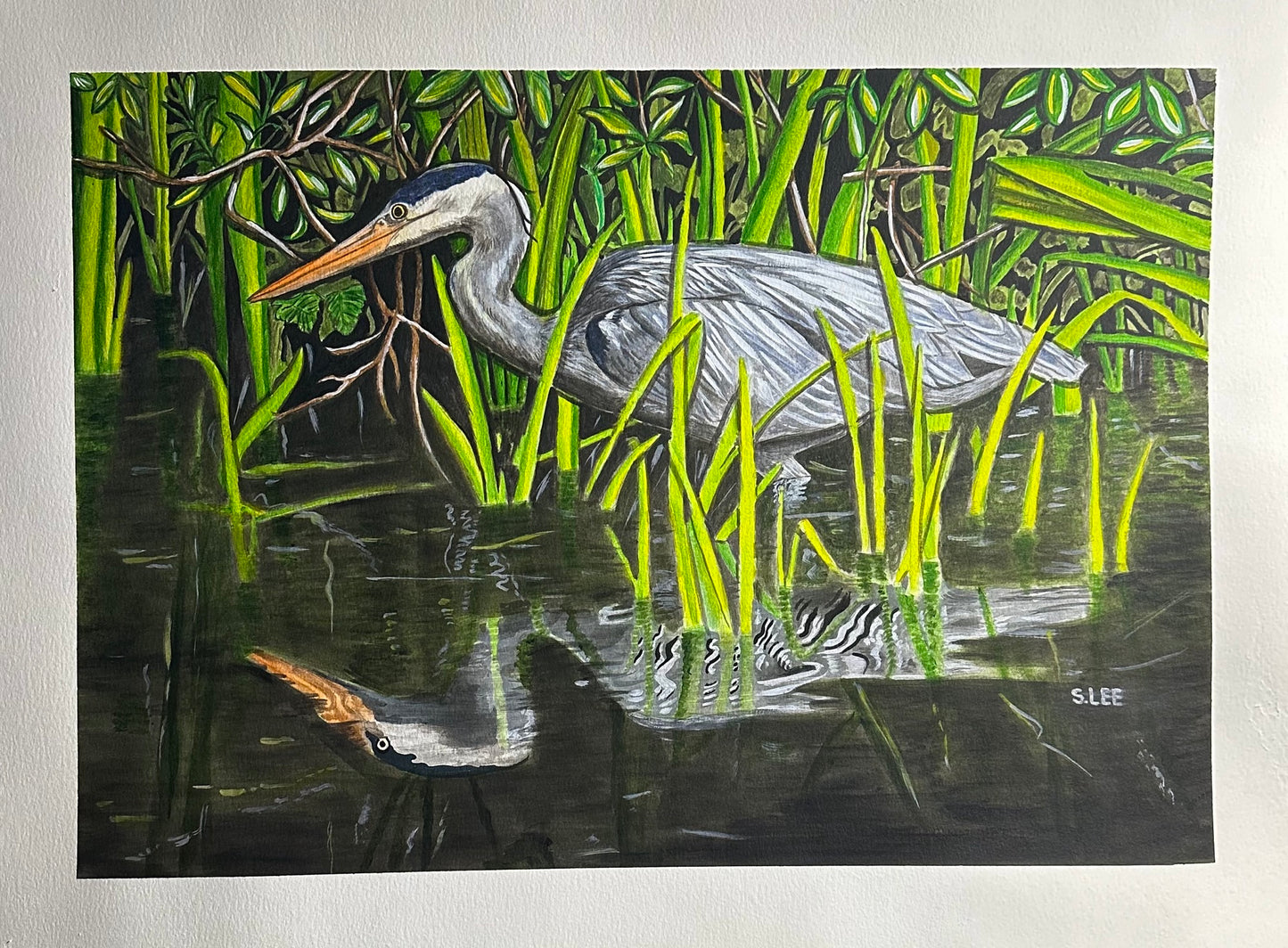 Great Blue Heron Wading, Watercolor