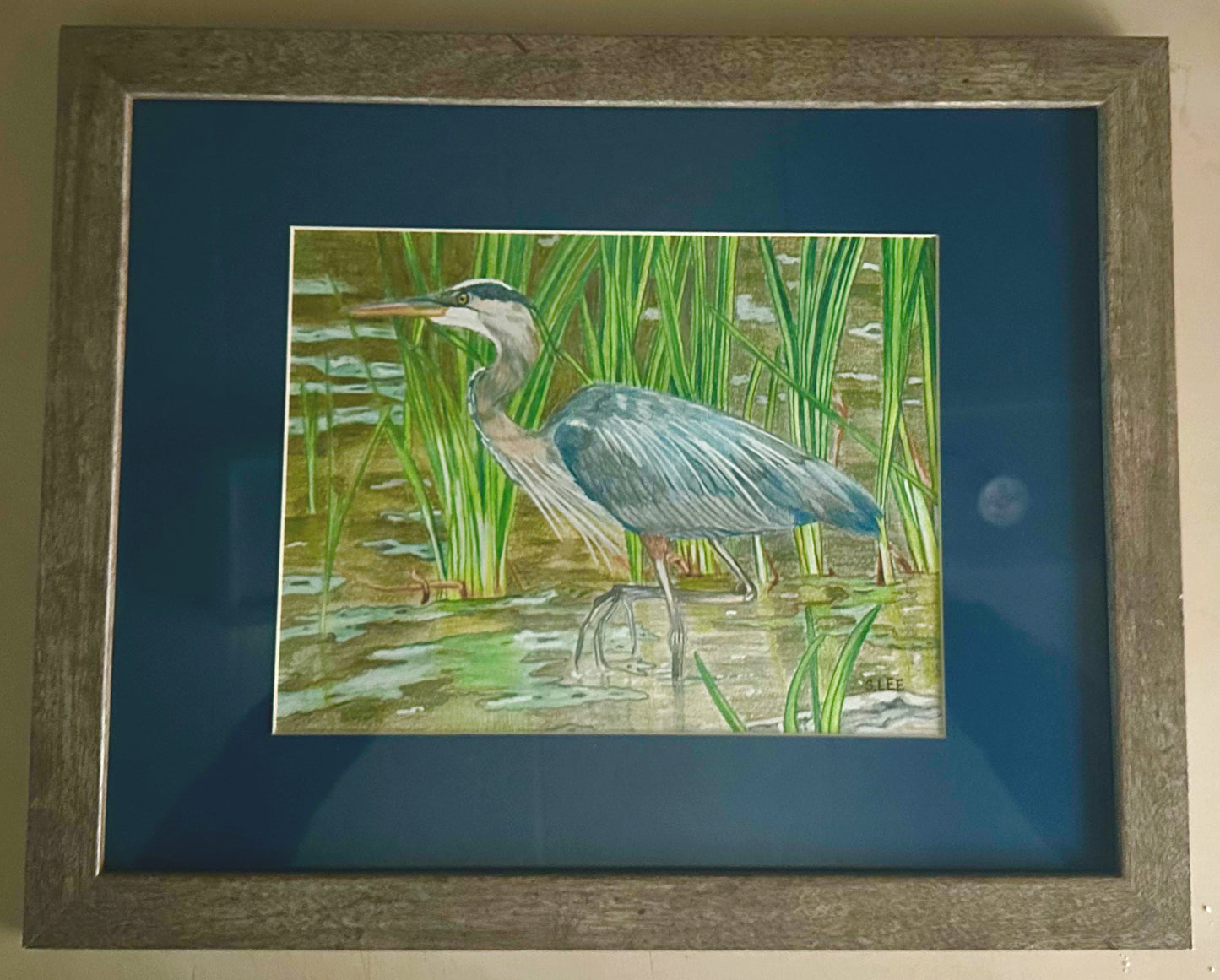 Great Blue Heron in Lake, Color Pencil Drawing