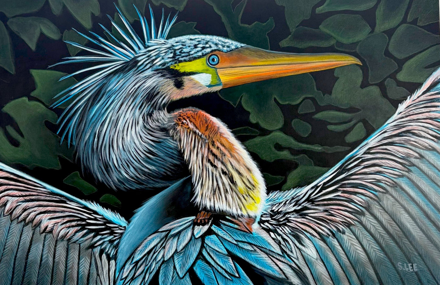 Anhinga Beauty