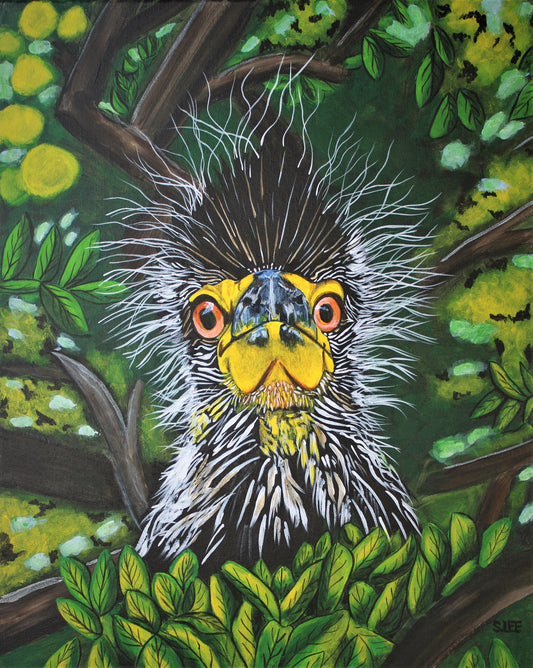 Baby Crested Night Heron