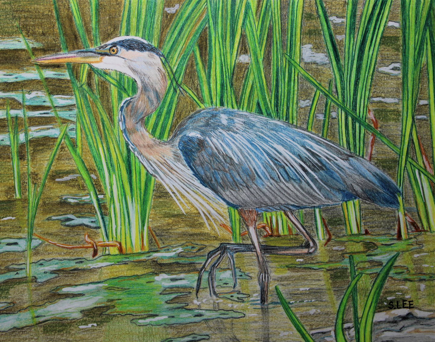 Great Blue Heron in Lake, Color Pencil Drawing