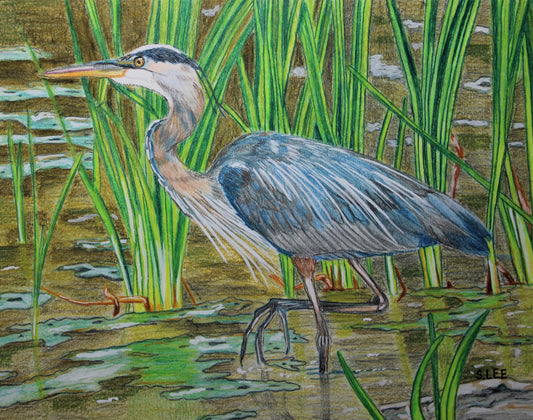 Great Blue Heron in Lake, Color Pencil Drawing