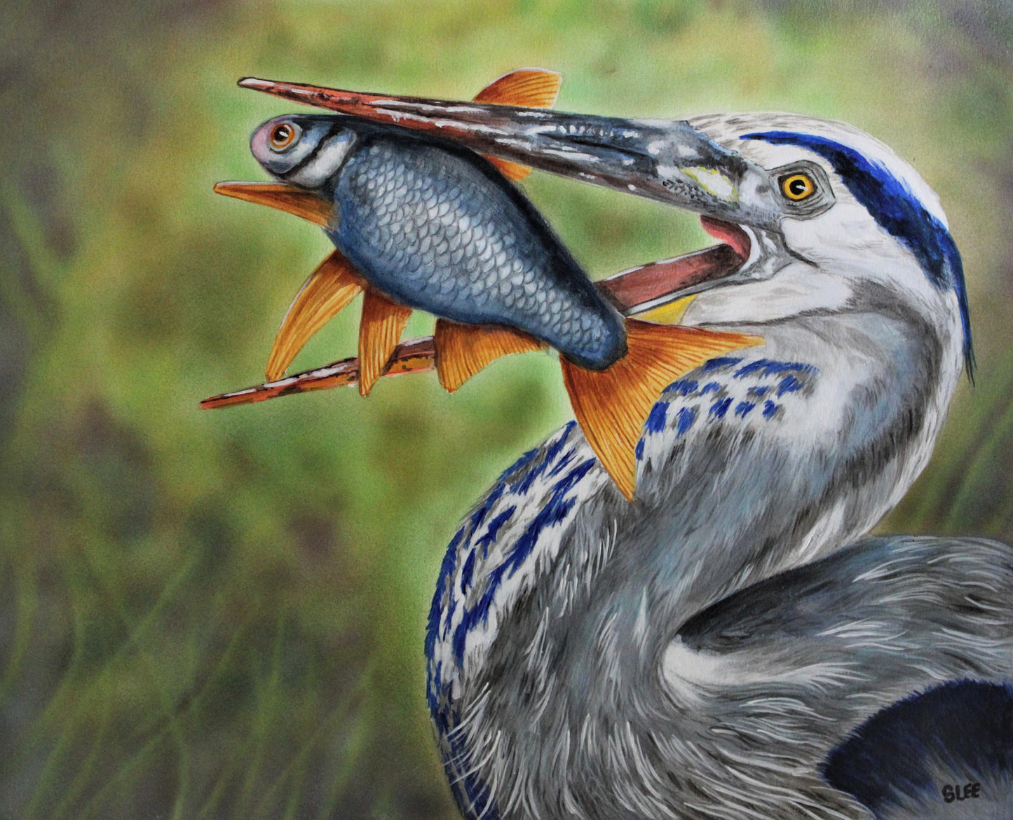 Great Blue Heron With Lunch, Watercolor