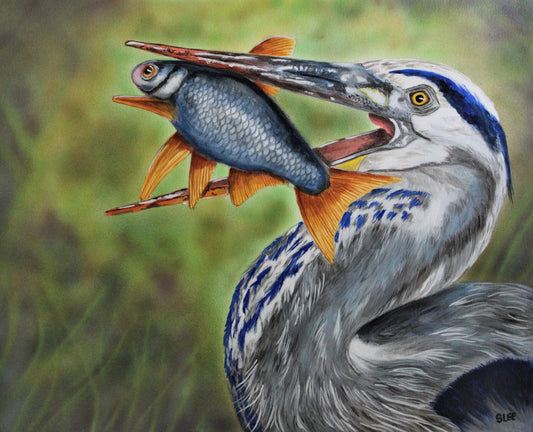 Great Blue Heron With Lunch, Watercolor