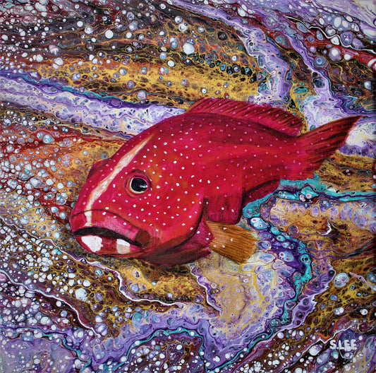 Miniatus Grouper