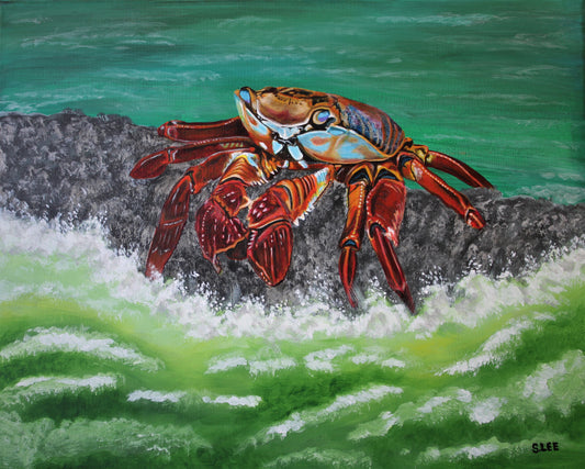 Red Klippencrabbe