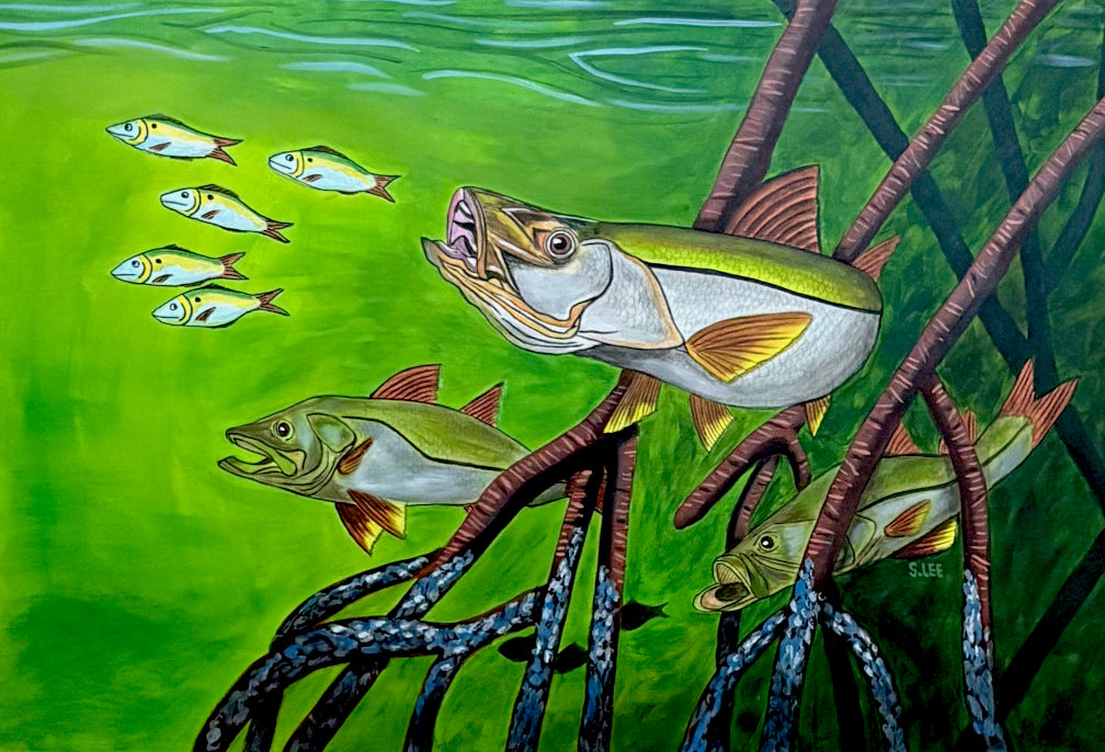 Snook in Mangrove