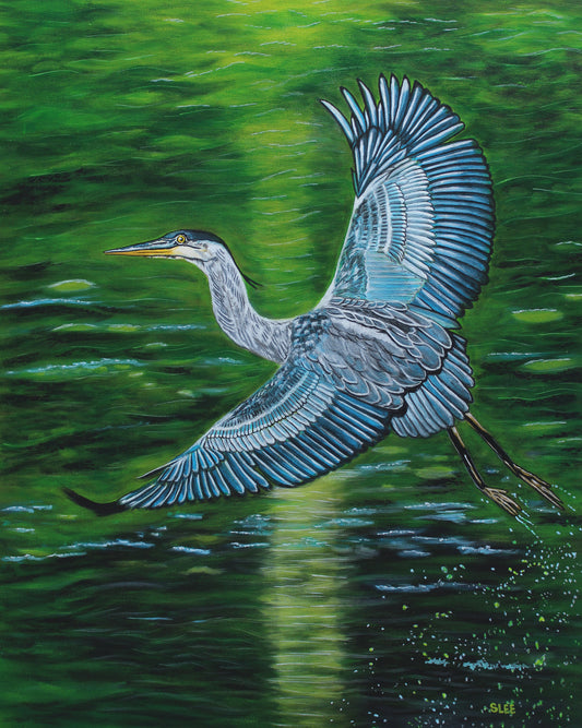 "Takeoff" Great Blue Heron original acrylic painting on canvas by Sheryl Lee
