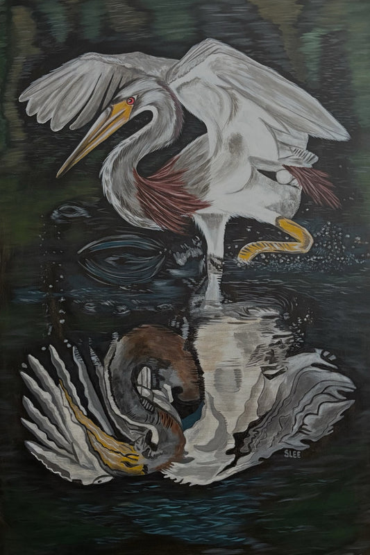 Tri-Color Heron Wading