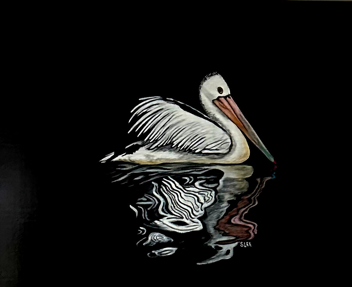 White Pelican